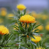 Safflower Extract