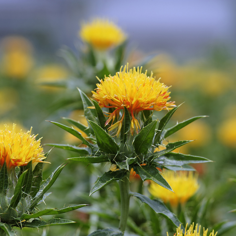 Safflower Extract