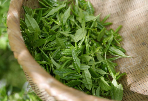 Is Green Tea Extract Gras?