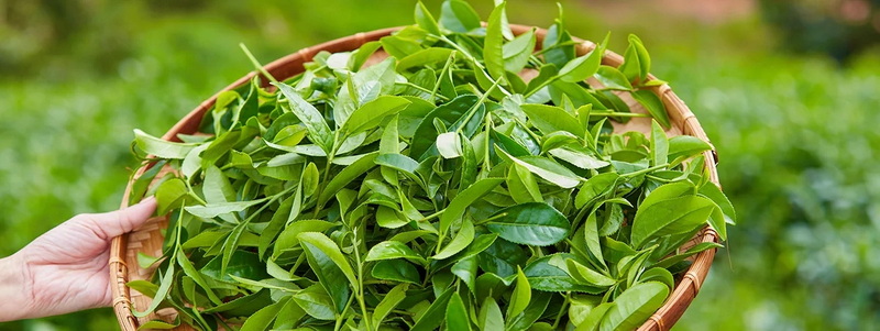 How Does Green Tea L-Theanine 60% Enhance Cognitive Function