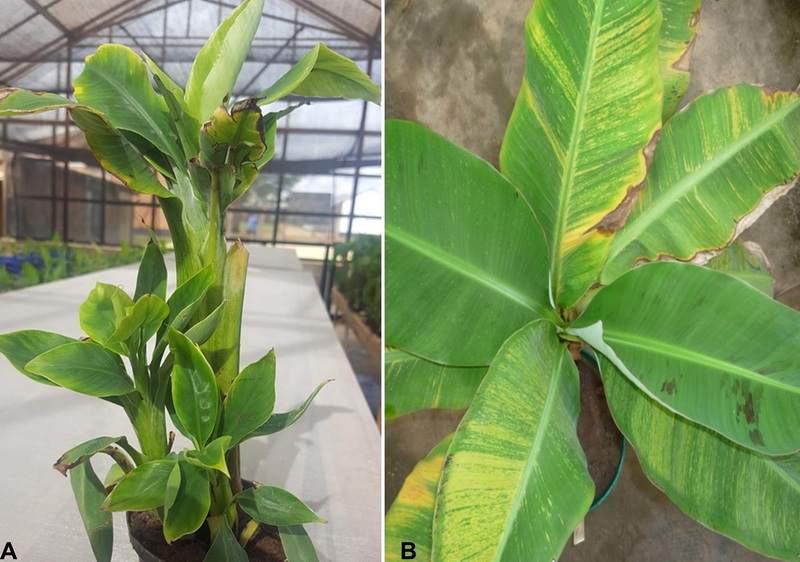 Why Is the CAS Number for Banaba Leaf Extract Important