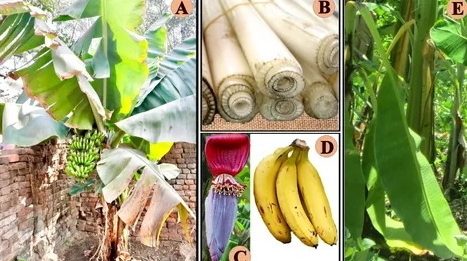 Can Banaba Leaf Extract Interfere with Medications