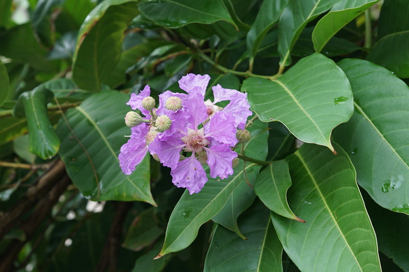 Can Banaba Leaf Extract Be Used in Combination with Other Herbs