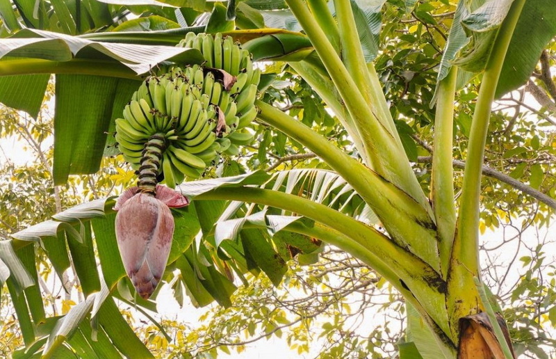 What Are The Active Compounds in Banaba Leaf Extract?