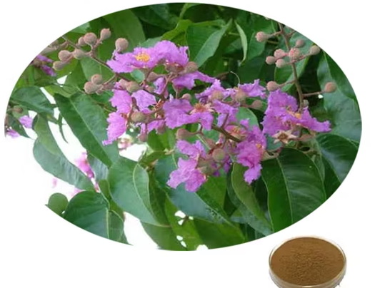 What Is Use of Banaba Leaf Extract?