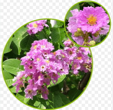 What Is The Best Banaba Leaf Extract Supplement
