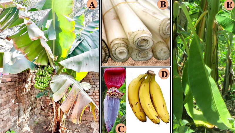 What Are The Benefits Of Wholesale Banaba Leaf Extract?
