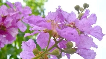 How Can I Partner With A Banaba Leaf Extract Manufacturing Company?