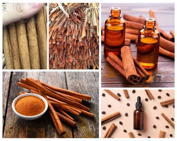What Are The Leading Cinnamon Bark Extract Manufacturing Companies in The Market?