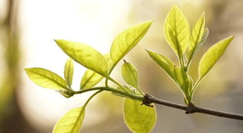 Can Green Tea L-Theanine 60% Help Reduce Inflammation?