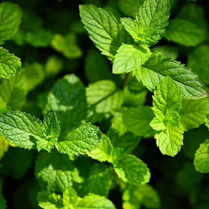 Spearmint Extract