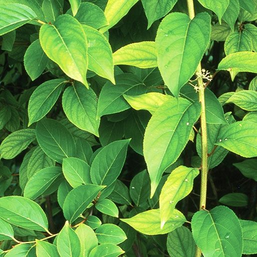 Is China Vine Tea Extract Good for Liver Detox?