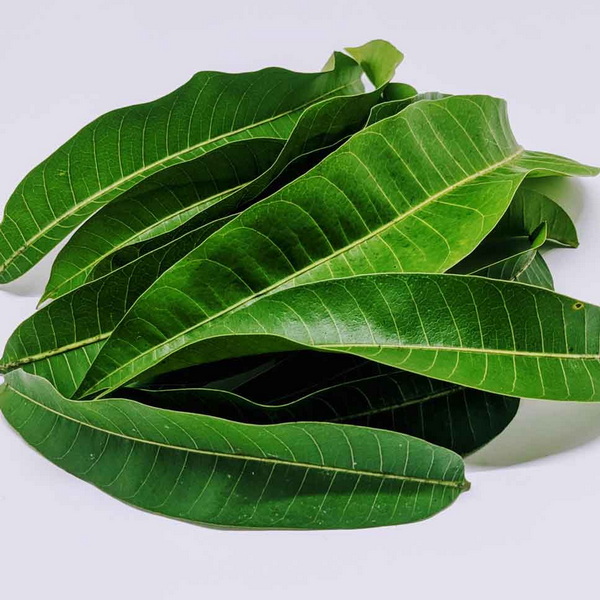 China Mango Leaf Extract