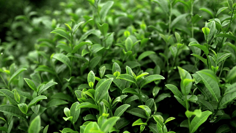 Top Green Tea Extracts Manufacturers in Russia