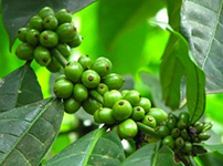 Green Coffee Bean Chlorogenic Acid1