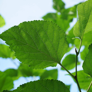 Mulberry Leaf Extract