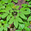 Ginseng Leaf-Stem Extract