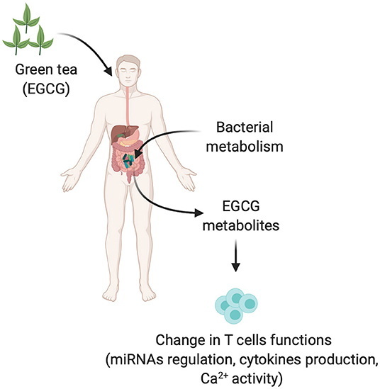 How Much Green Tea Extract To Take for Cll_2