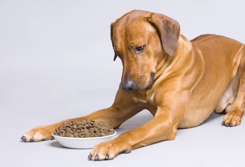 is green tea extract safe in dog food_2