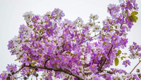 //imrorwxhlqrnlj5q.ldycdn.com/cloud/lqBpqKoiliSRokirnmpnjq/Banaba-Leaf-Extract.jpg