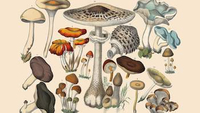 //imrorwxhlqrnlj5q.ldycdn.com/cloud/lqBpqKoiliSRokrljqpqjq/mushroom-extract.jpg