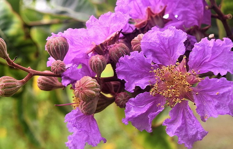 Is Banaba Leaf Extract The Best Natural Supplement for Diabetes