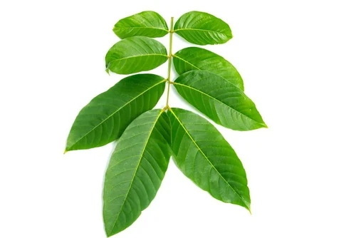 Can Banaba Leaf Extract Improve Cognitive Function?