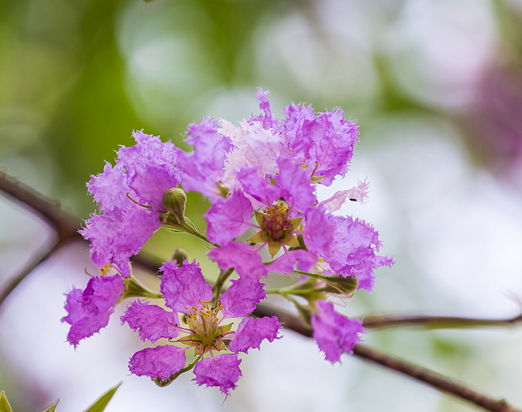 What Are The Applications of Banaba Leaf Extract in Pharmaceuticals?