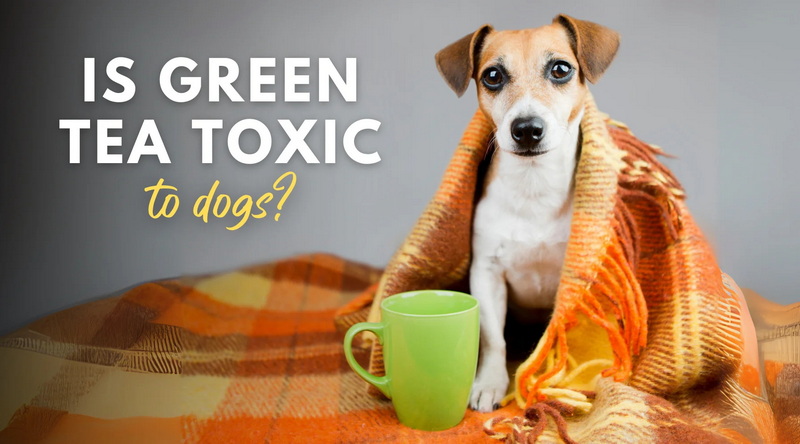 Is Green Tea Leaf Extract Dangerous for Dogs?