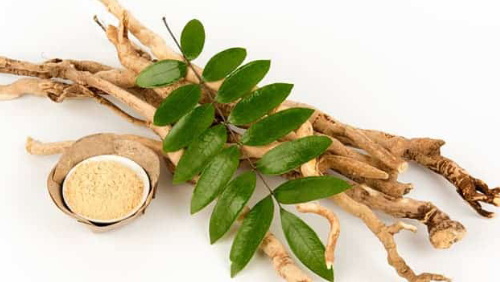 Tongkat Ali Extract Safe_2