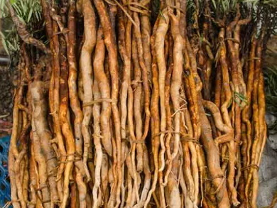 What Are The Best Ways To Use Tongkat Ali Extract for Energy?
