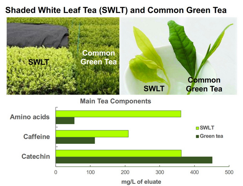 Is Private Label Green Tea L-Theanine 60% Effective for Stress Relief?