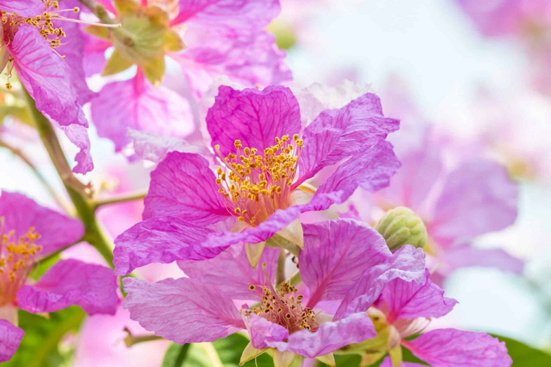 How Does Banaba Leaf Extract Affect The Stomach And Cause Nausea