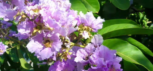 What Is The Process of Extracting Banaba Leaf for Supplements?