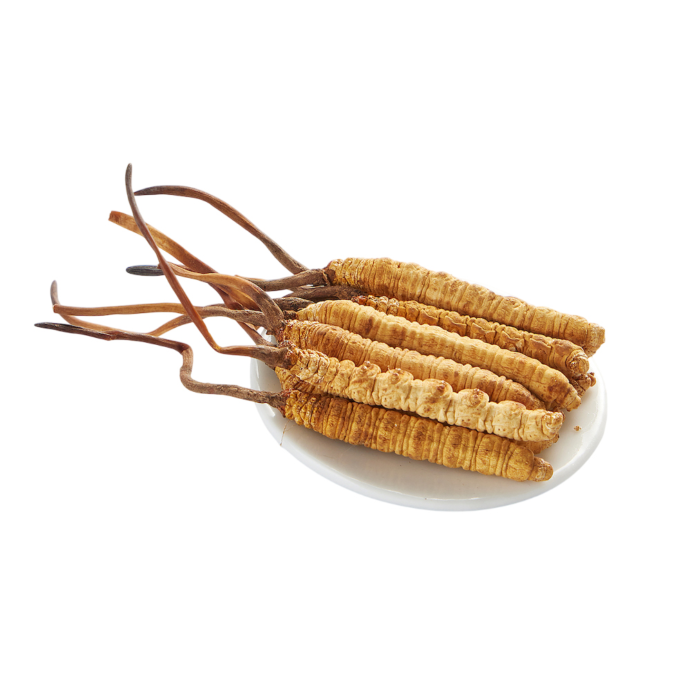 Cordyceps Powder Extract