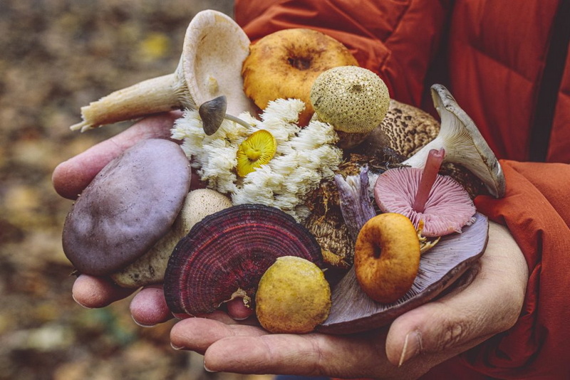 Top Mushroom Extracts Manufacturers in UK