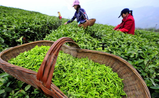 High Quality Green Tea Extracts