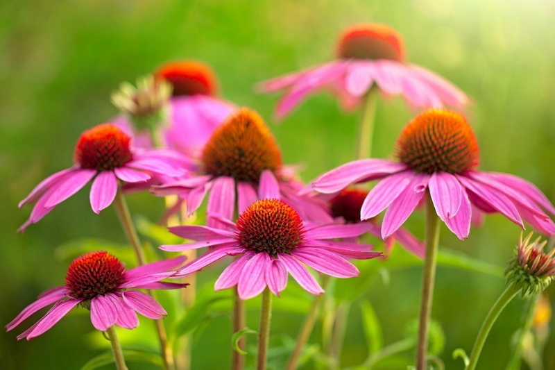Can China Echinacea Extract Help Prevent Colds and Flu?