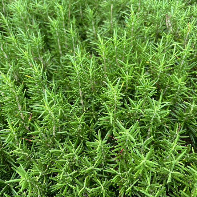 Rosemary Extract