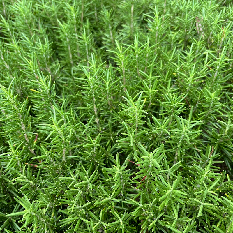 Rosemary Extract