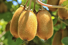 Kiwi Fruit Extract Actinidin
