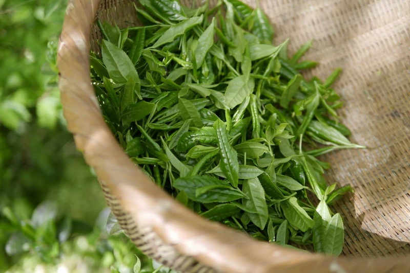 Is Green Tea Extract A Dietary Ingredient?