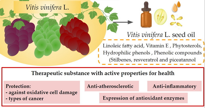 Vitamin K in Green Tea And Grapeseed Extracts
