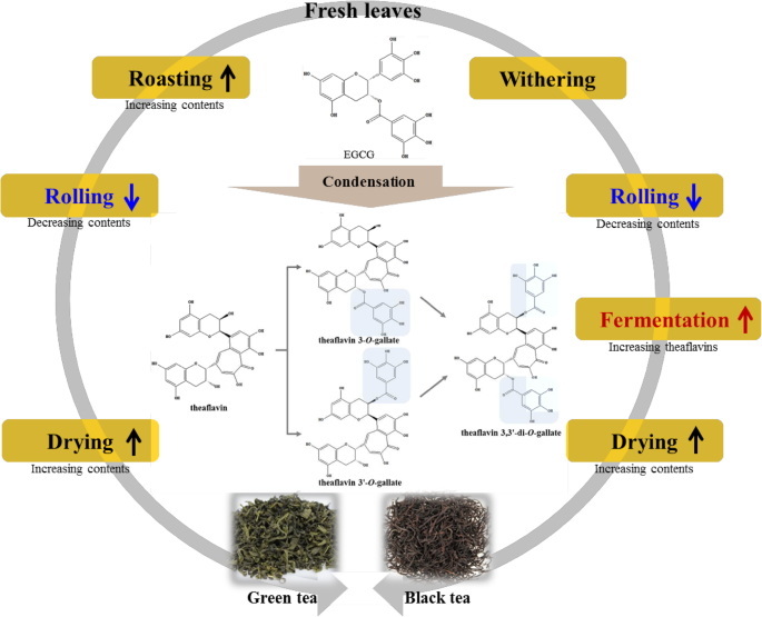 Extract Catechins From Green Tea