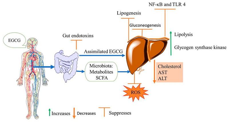 How Much Green Tea Extract Causes Liver Damage