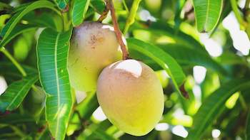 Elevate Your Wellness with Botaniex - Premier Manufacturer of Mangiferin-Rich Mango Leaf Extract