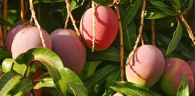 Mango Leaf Extract for Alzheimer's Disease: Potential Benefits for Cognitive Function in Seniors