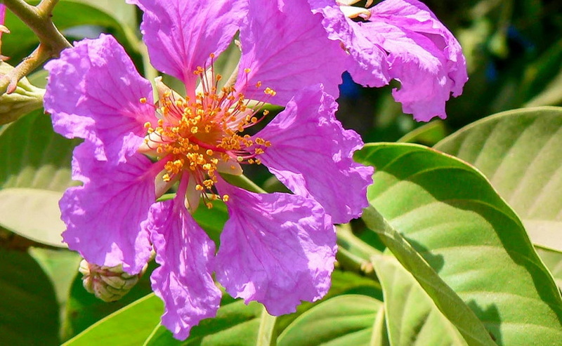 Top 10 Banaba Leaf Extract Manufacturers in USA