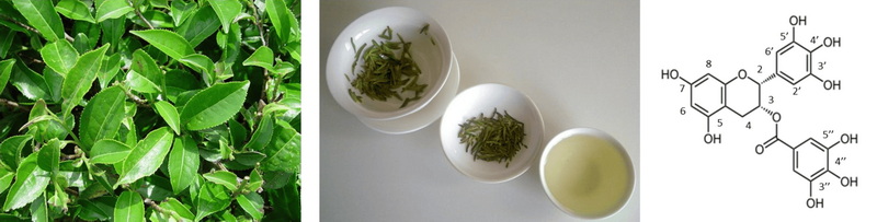 What Is Polyphenol in Green Tea Extract