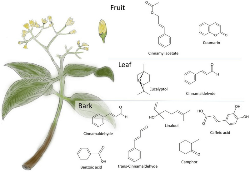 Is Cinnamon Extract Better Than Cinnamon Bark